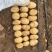 精品实验1号土豆黄心黄皮3两以上精品全国发货价格便宜