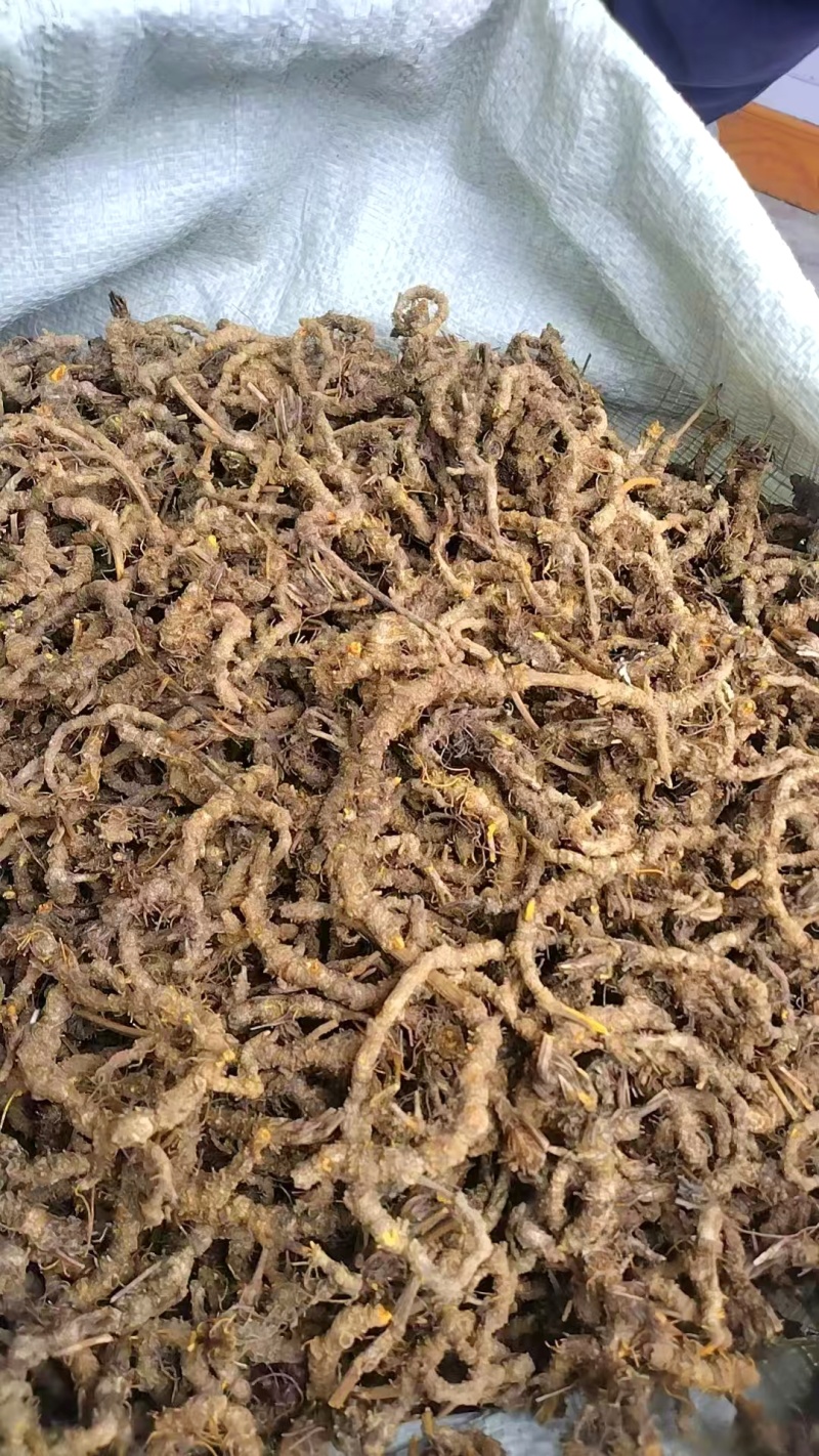 出售干货黄连中药材