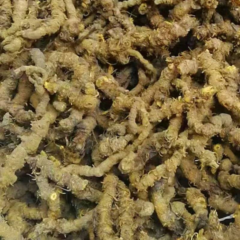 出售干货黄连中药材