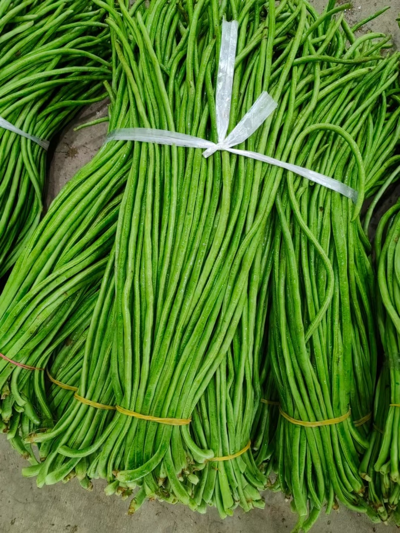 云南保山精品豇豆对接全国量大从优价格美丽质量好欢迎采购