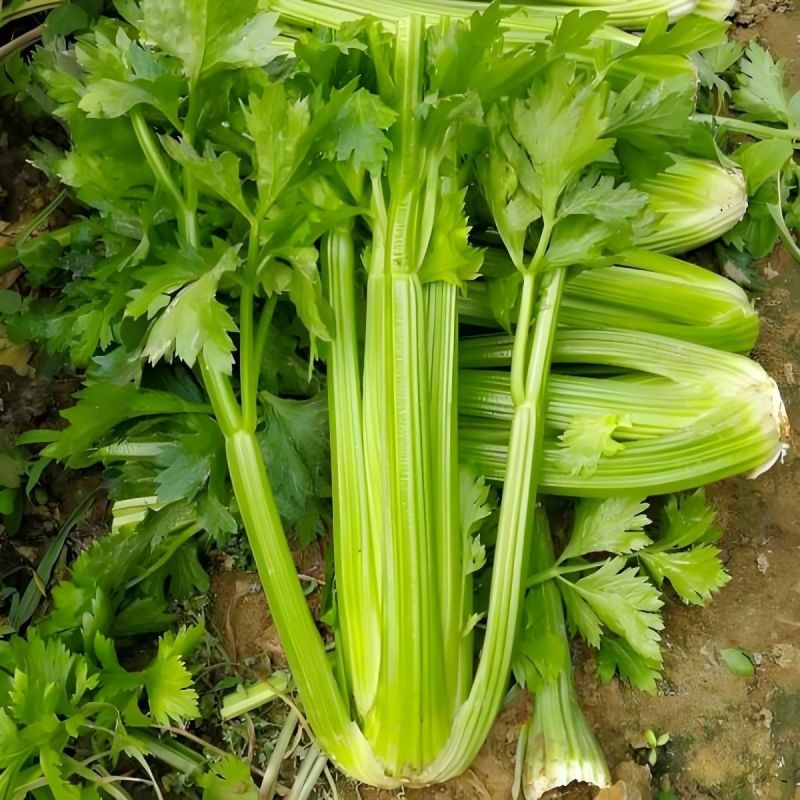津南实芹芹菜种子优质高产耐寒抗寒农家春秋播种精选芹菜