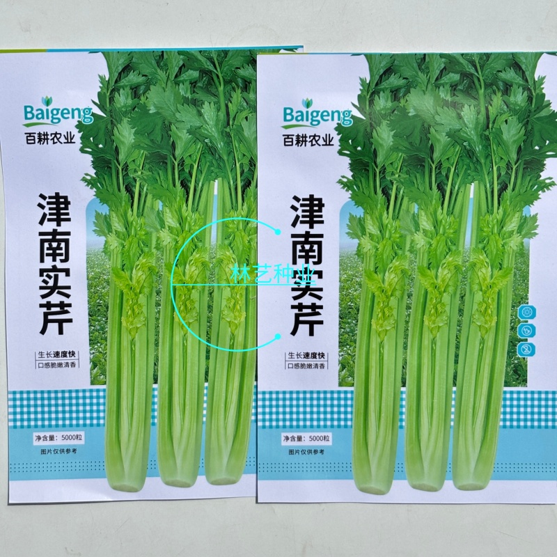 津南实芹芹菜种子优质高产耐寒抗寒农家春秋播种精选芹菜