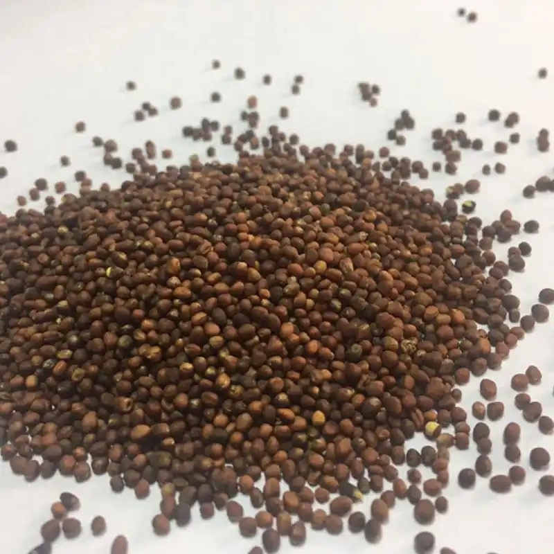西兰花种子高含量提取西兰花芽苗菜种子批发