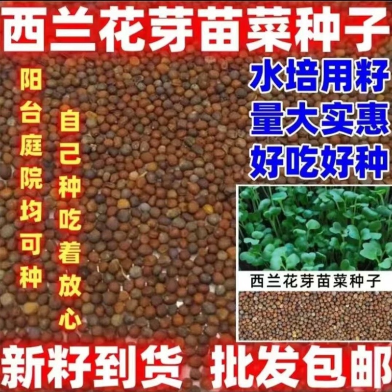 西兰花种子高含量提取西兰花芽苗菜种子批发