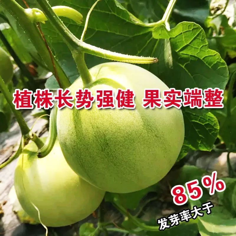 精品阿宝甜瓜种子早熟果肉绿色香味浓郁肉质脆爽品质优良抗逆