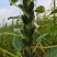 航天新芝31-8白芝麻种子杆粗果长粒大高产高油