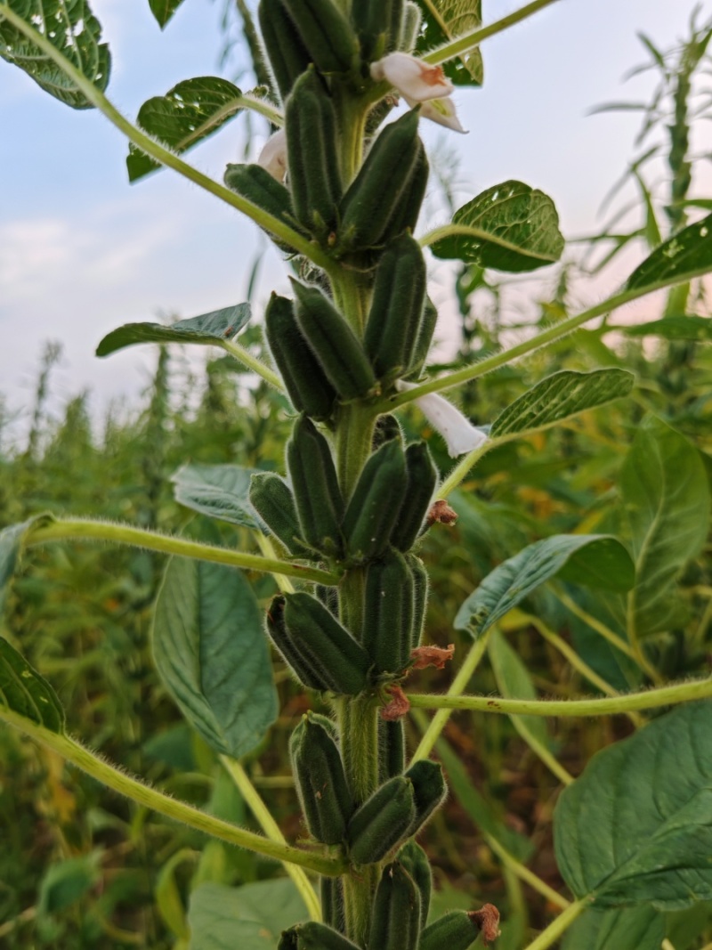 航天新芝31-8白芝麻种子杆粗果长粒大高产高油