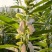 航天新芝31-8白芝麻种子杆粗果长粒大高产高油