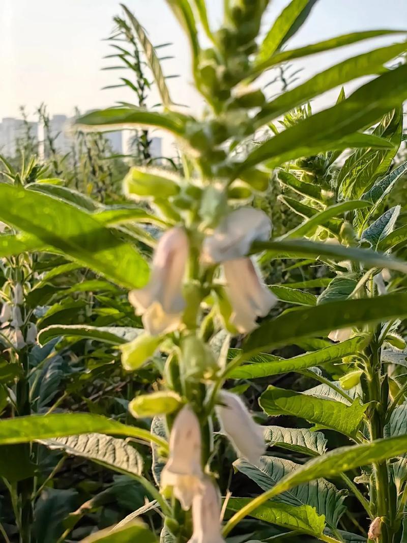 航天新芝31-8白芝麻种子杆粗果长粒大高产高油