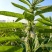航天新芝31-8白芝麻种子杆粗果长粒大高产高油