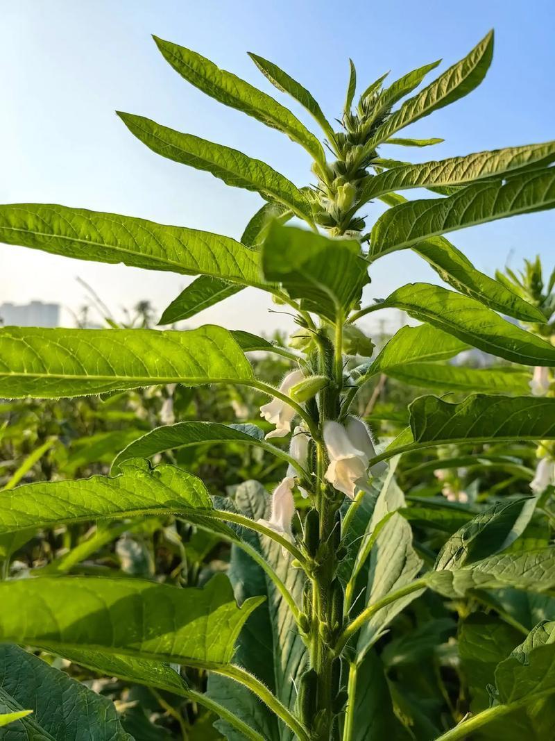 航天新芝31-8白芝麻种子杆粗果长粒大高产高油