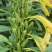 航天新芝31-8白芝麻种子杆粗果长粒大高产高油