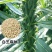 航天新芝31-8白芝麻种子杆粗果长粒大高产高油