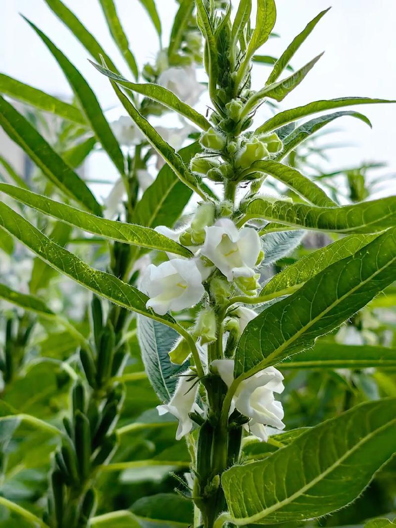 航天新芝31-8白芝麻种子杆粗果长粒大高产高油
