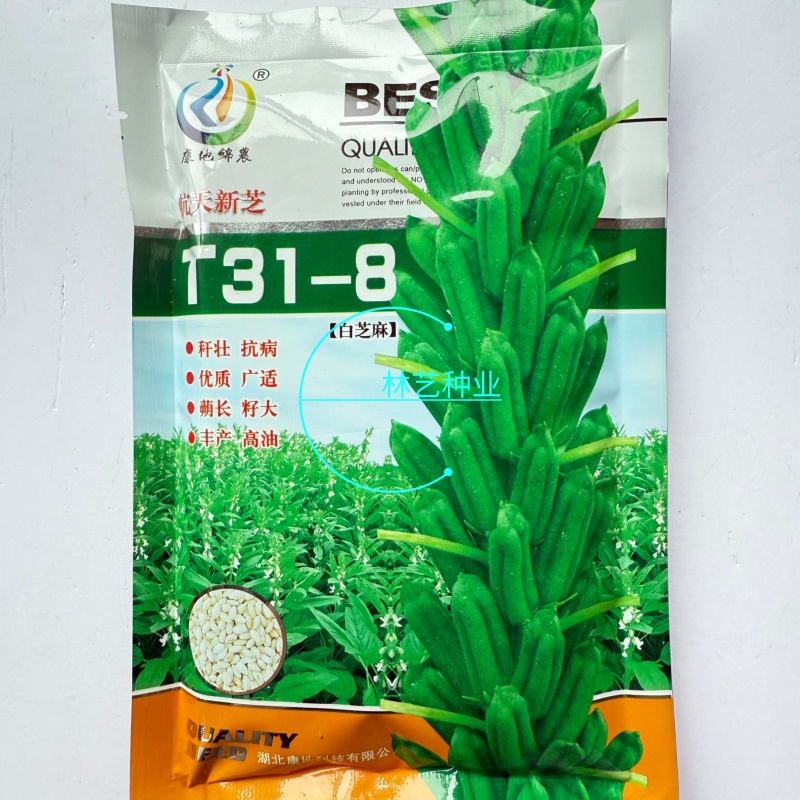 航天新芝31-8白芝麻种子杆粗果长粒大高产高油