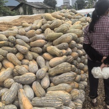 密本南瓜2000亩基地