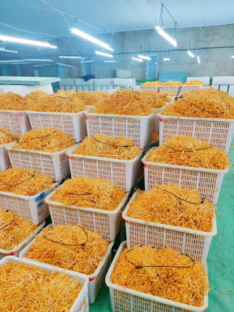 1000克排虫草