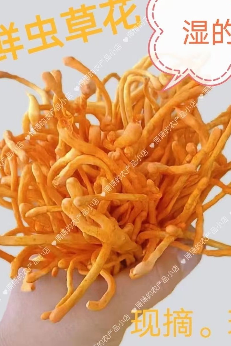 1000克排虫草
