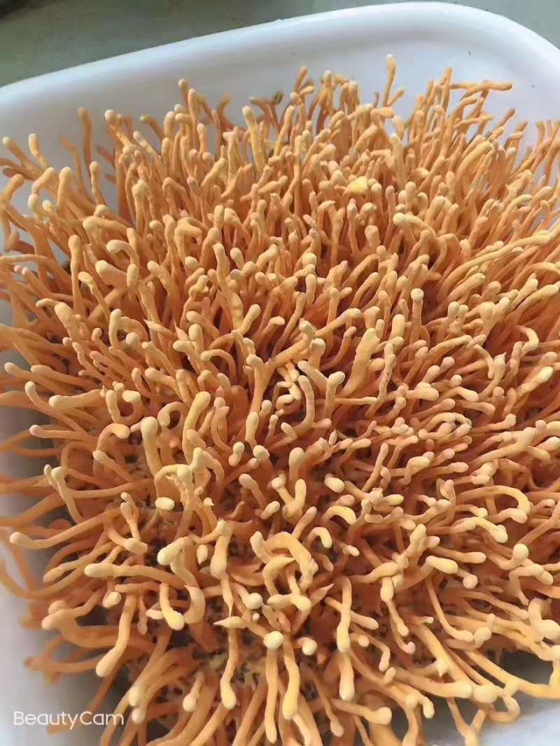 500克鲜虫草花