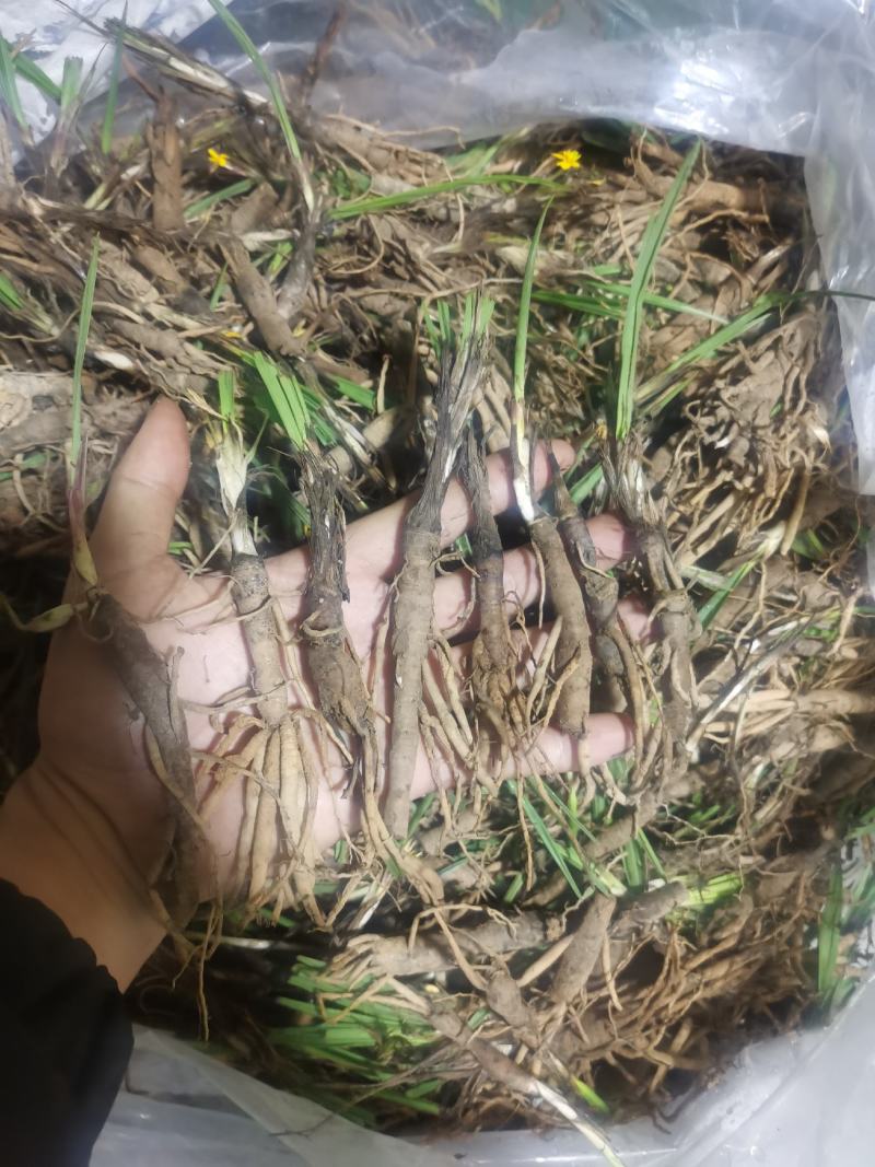 仙茅新鲜包邮，