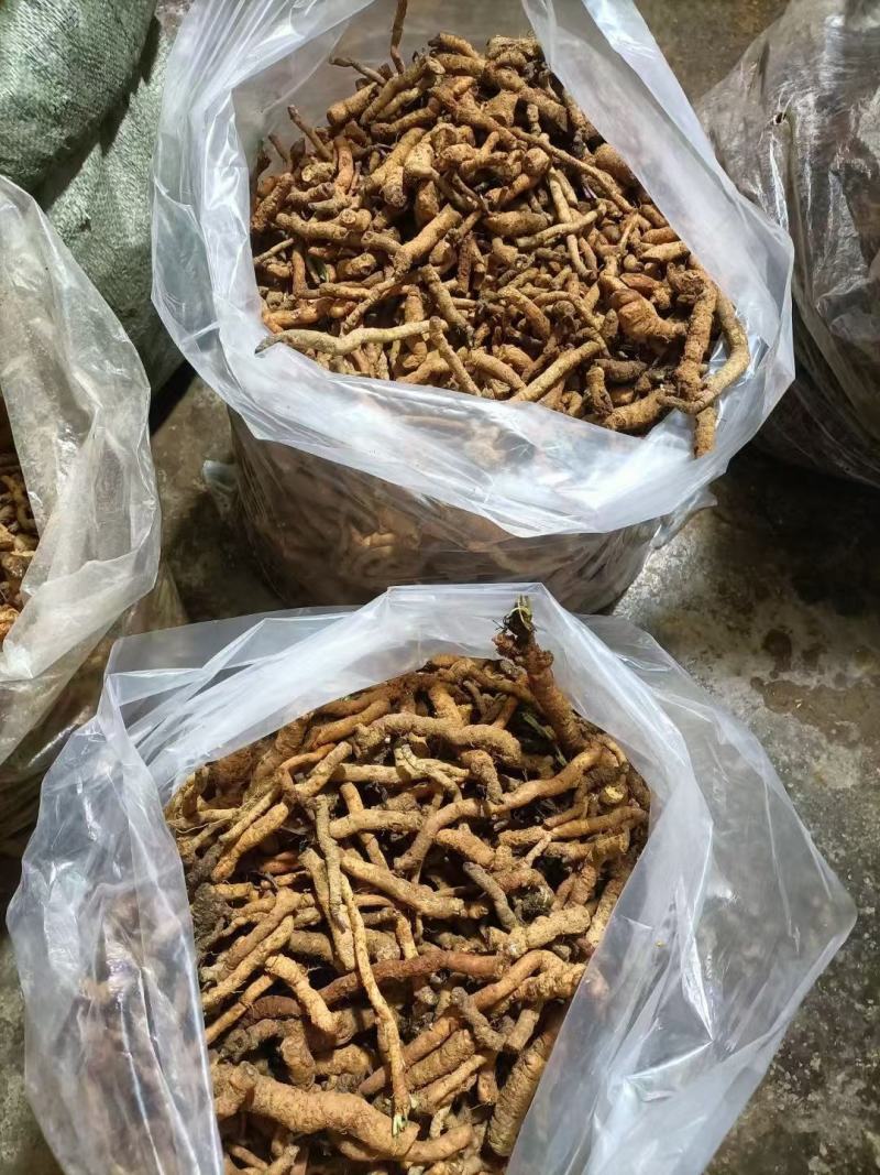 蒲公英，独参根一手货源产地直销品种质保证欢迎实地看货