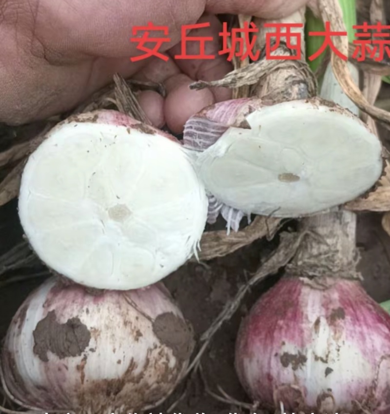 安丘城西大蒜鲜蒜上市