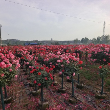 月季各种规格大量供应