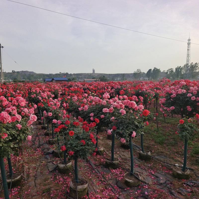 月季各种规格大量供应