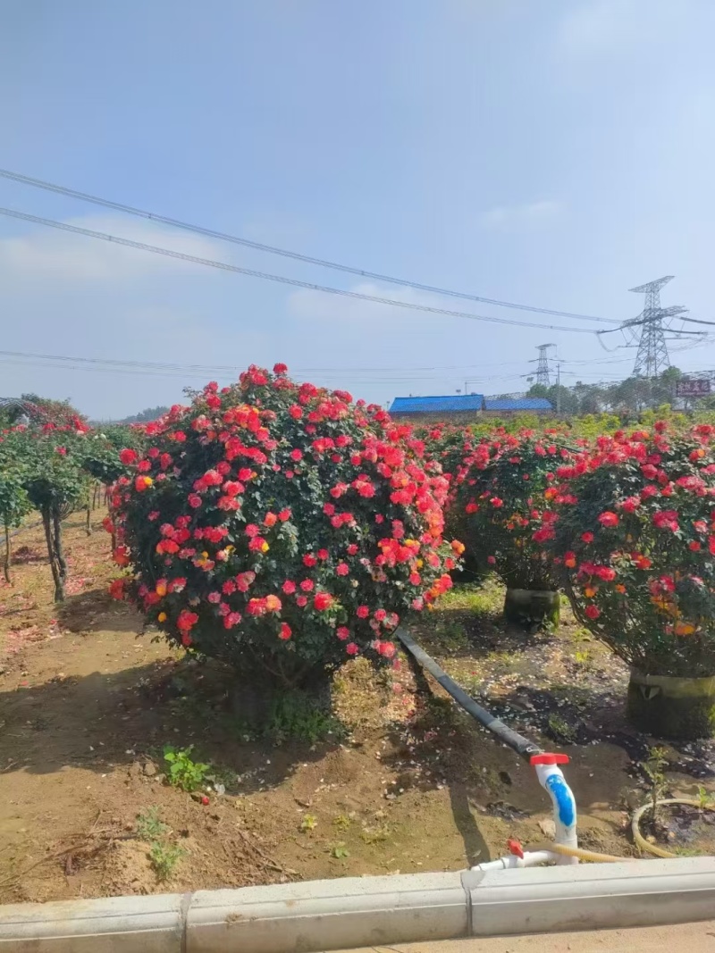 月季各种规格大量供应