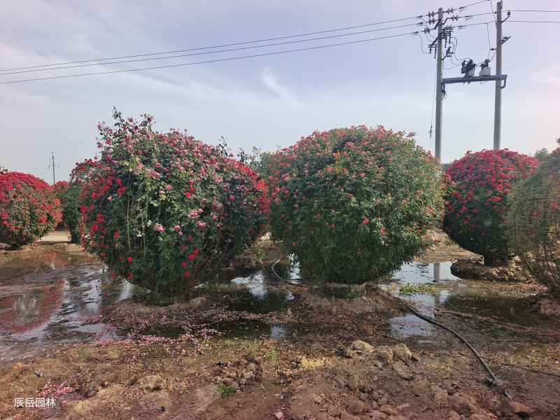 月季各种规格大量供应