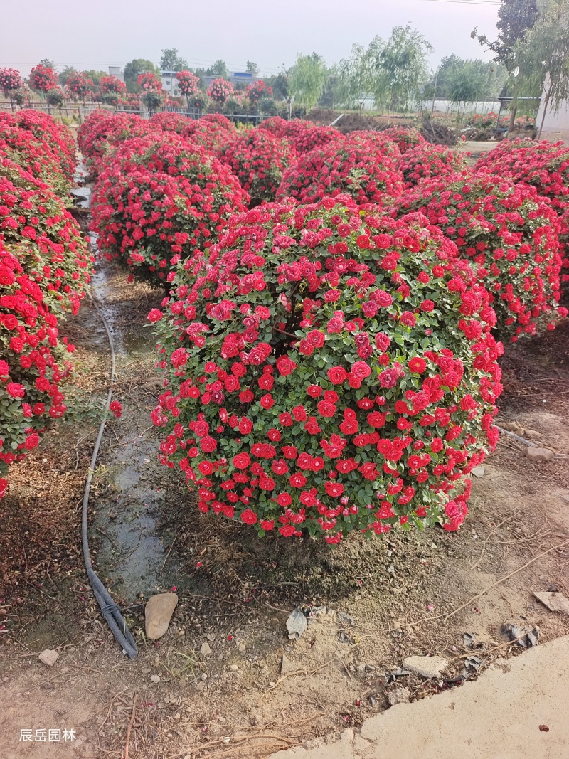 月季各种规格大量供应