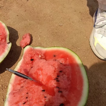 美都西瓜产地批发货源甜王西瓜产地直销货源充足小薄皮大红瓤