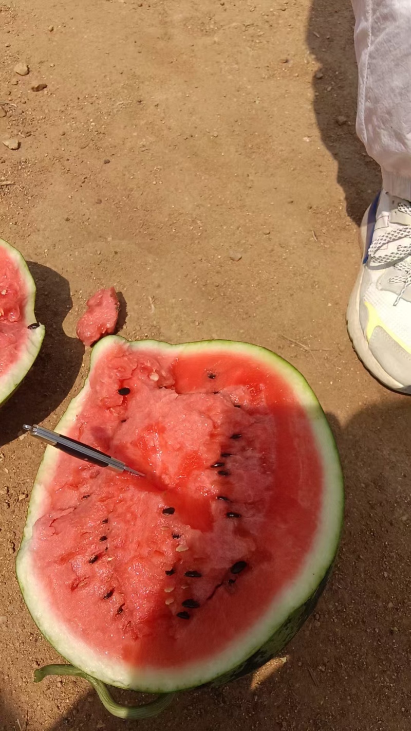美都西瓜产地批发货源甜王西瓜产地直销货源充足小薄皮大红瓤