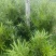 罗汉松庭院绿植罗汉松树苗基地直发量大优惠