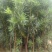 罗汉松庭院绿植罗汉松树苗基地直发量大优惠