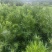 罗汉松庭院绿植罗汉松树苗基地直发量大优惠