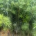 罗汉松庭院绿植罗汉松树苗基地直发量大优惠