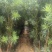 罗汉松庭院绿植罗汉松树苗基地直发量大优惠