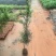 罗汉松庭院绿植罗汉松树苗基地直发量大优惠