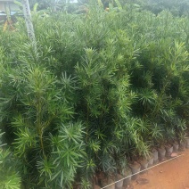 罗汉松庭院绿植罗汉松树苗基地直发量大优惠