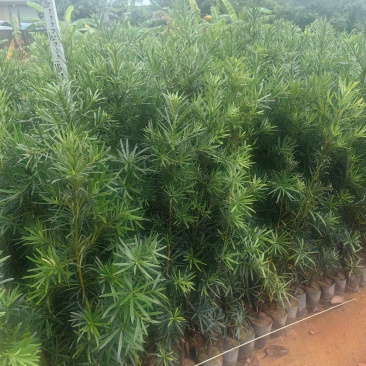 罗汉松庭院绿植罗汉松树苗基地直发量大优惠