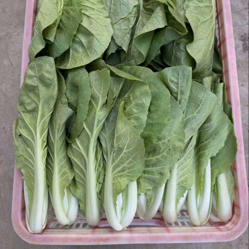 山东快菜对接全国电商一手货源全国发货大量有货