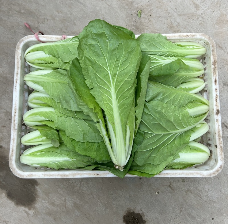 山东快菜对接全国电商一手货源全国发货大量有货