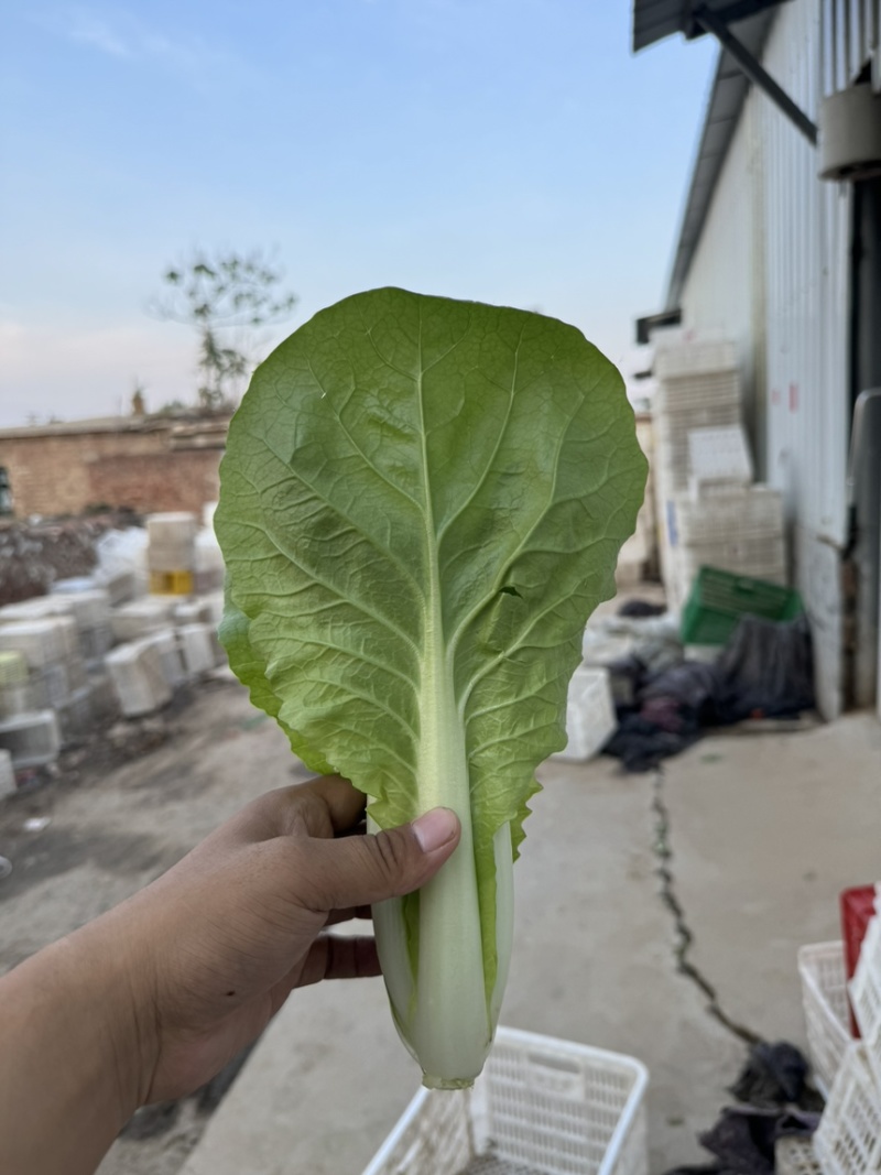 山东快菜对接全国电商一手货源全国发货大量有货