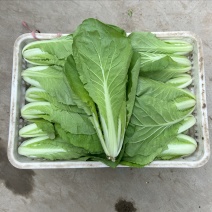 山东小白菜飘白菜杭白菜一手货源基地直发可视频
