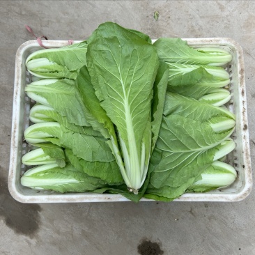 山东小白菜飘白菜杭白菜一手货源基地直发可视频