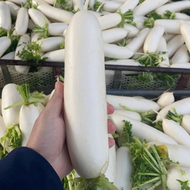 精品白萝卜需要的老板联系***********