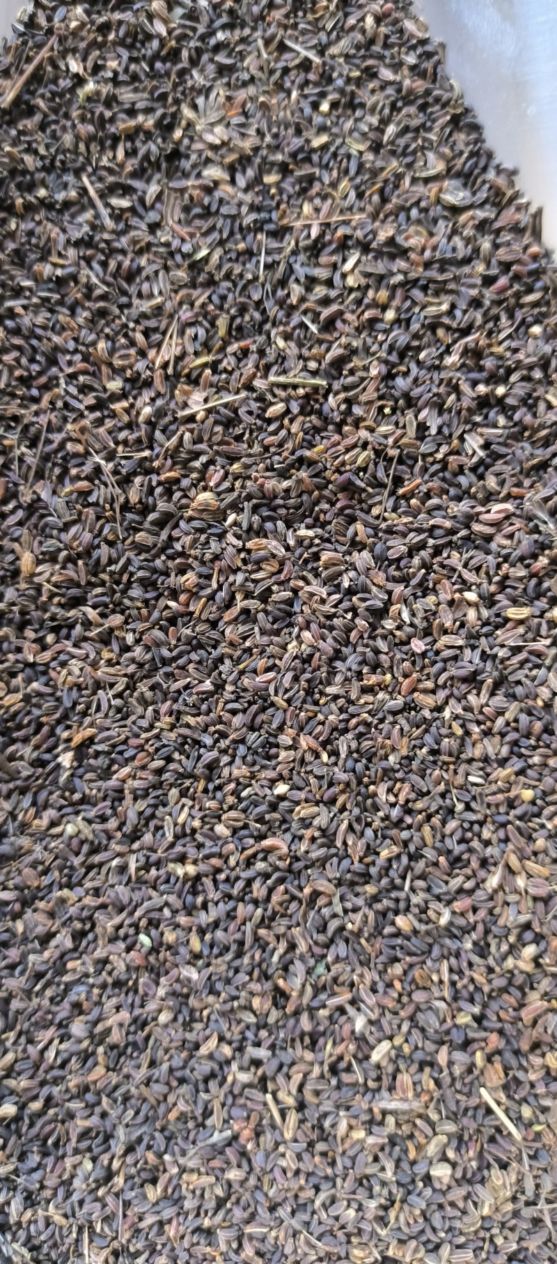北柴胡籽直条柴胡籽优质柴胡种子
