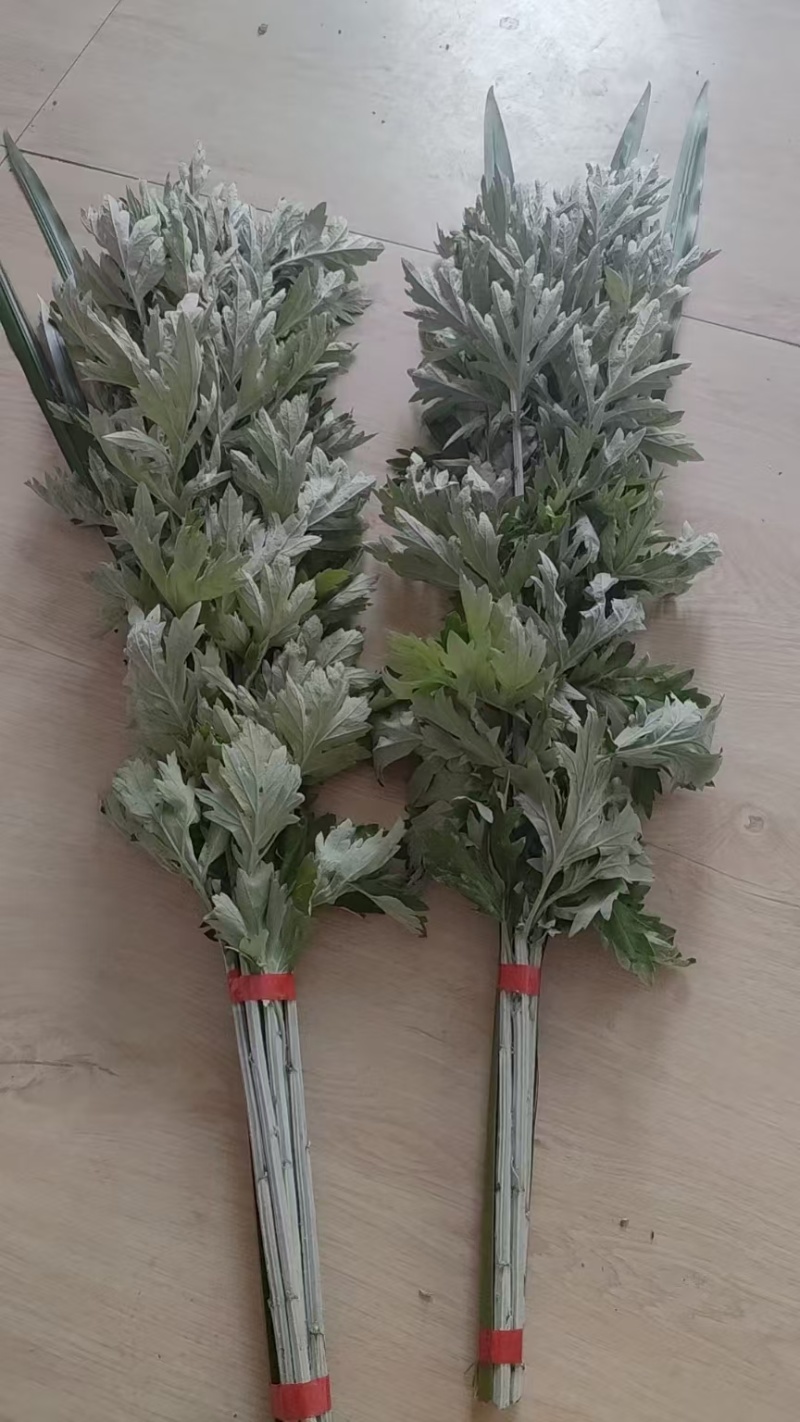 端午节艾草艾叶蕲春蕲艾李时珍