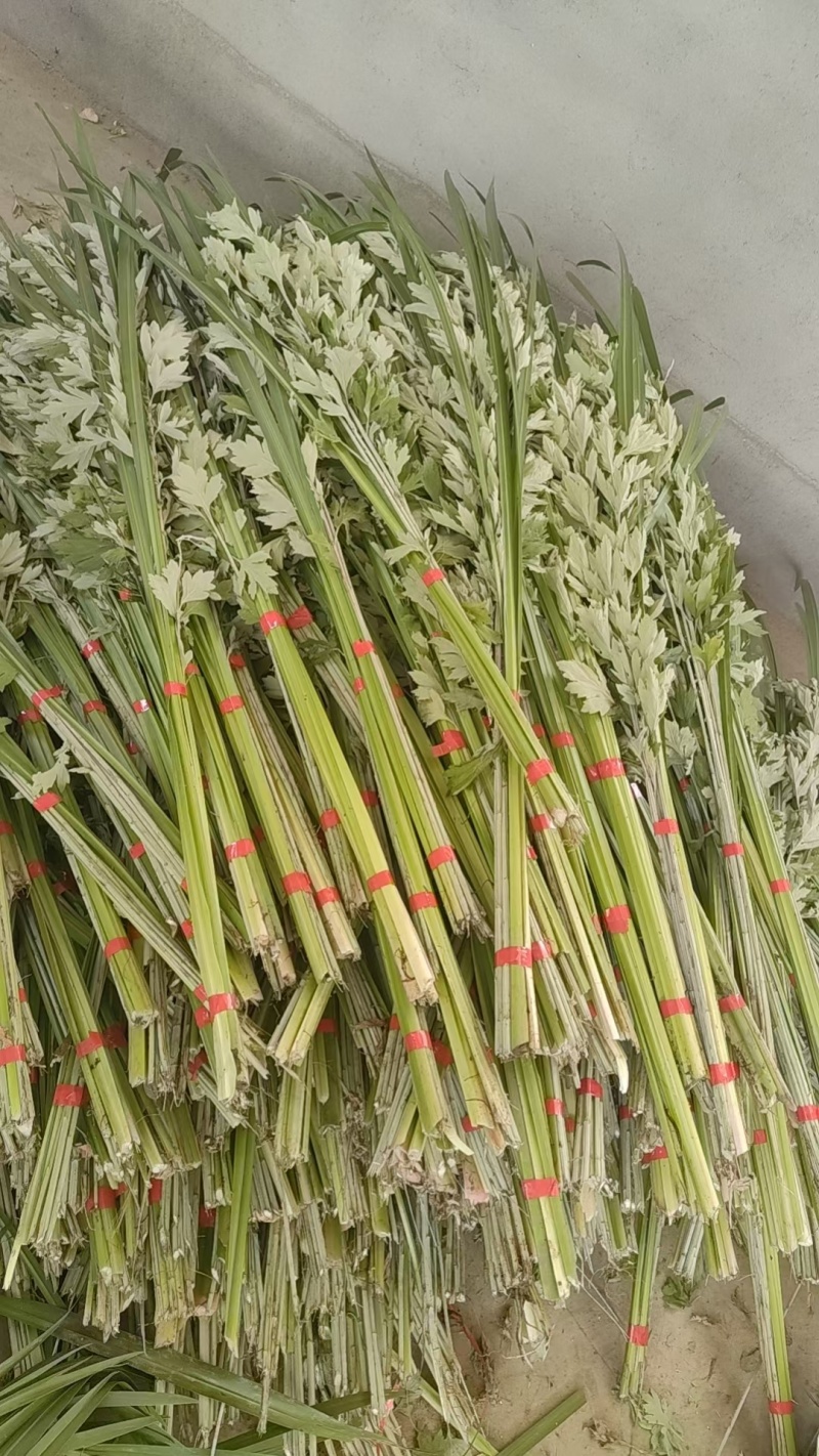 端午节艾草艾叶蕲春蕲艾李时珍